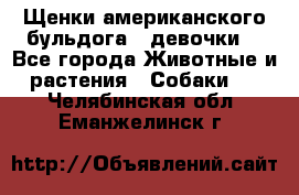 Щенки американского бульдога ( девочки) - Все города Животные и растения » Собаки   . Челябинская обл.,Еманжелинск г.